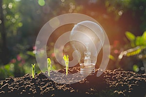 Energy saving light bulb and tree growing