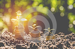 Energy saving light bulb and tree growing on stacks of coins