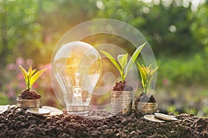 Energy saving light bulb and tree growing on stacks of coins