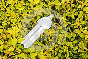 Energy saving light bulbs and green leaves