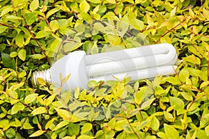 Energy saving light bulbs and green leaves