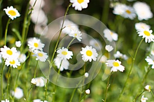 Energy of wild flowers - daisies with blurry effect in springtime