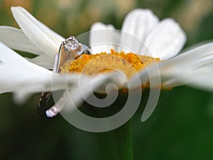 Engagement Ring On Marguerite