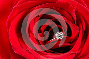 Engagement ring in red rose