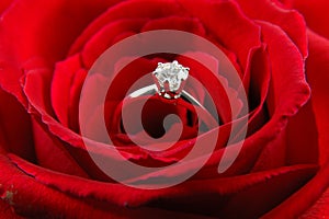 Engagement ring in red rose