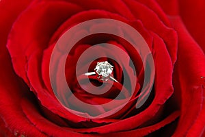 Engagement ring in red rose