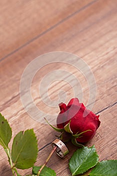 Engagement or wedding ring around a stem of beautiful red rose