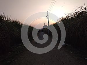 An engaging evening snapshot of a rural road between sugarcane farming lands