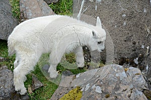 Engaging Rocky Mountain Goat Kid