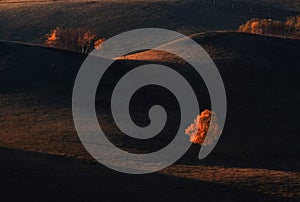 Engaging silver birch