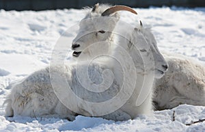 Engaging Winter Closeup Of Dall Sheep In Snow