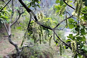 Engelhardtia spicata, Lao, Mauwa