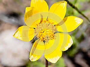 Engelmann Daisy Asteraceae