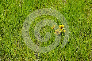 Engelmann Daisy Asteraceae In Grass