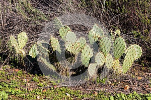 Engelmann Prickly Pear Cactus Plants