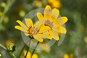 Engelmann`s Daisy Flower. Texas Wildflowers