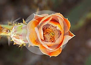 Engelmann's Prickly Pear