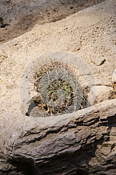 Engelmann`s Prickly Pear