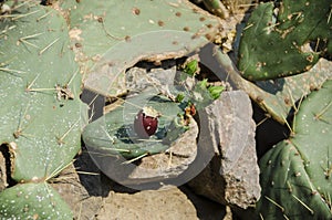 Engelmann`s Prickly Pear with fruit.