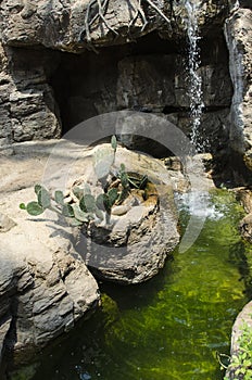 Engelmann`s Prickly Pear with waterfall