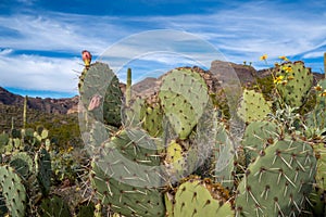 Engelmanns Prickly Pear Cactus in Organ Pipe National Monument in the Sonoran Desert of Southwest Arizona