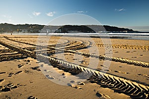 Engine tyre trace track on a sandy beach in hendaye