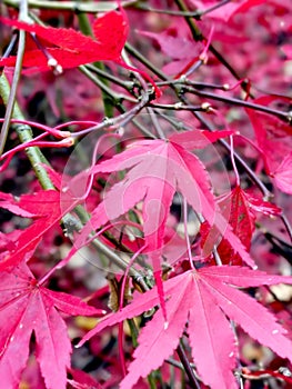 England, autumn, Japanese maples, colourful, background, colour, leaves, nature, background, beautiful autumn