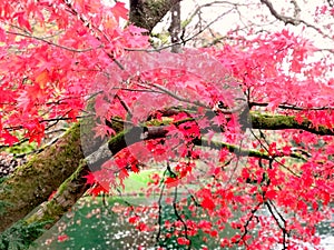 England, autumn, Japanese maples, colourful, background, colour, leaves, nature, background, beautiful autumn