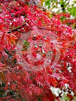 England, autumn, Japanese maples, colourful, background, colour, leaves, nature, background, beautiful autumn