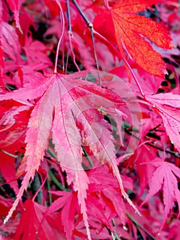 England, autumn, Japanese maples, colourful, background, colour, leaves, nature, background, beautiful autumn