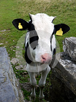 England: calf with drystone wall