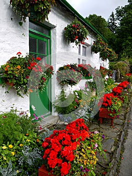 England: white cottage with flower planters photo