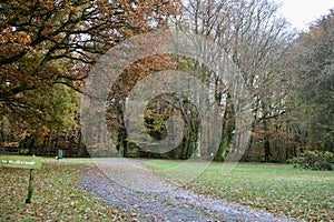 Englands oldest forest in autumn