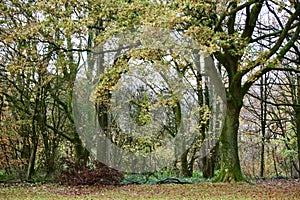 Englands oldest forest in autumn