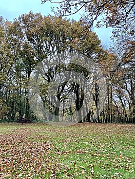 Englands oldest forest in autumn