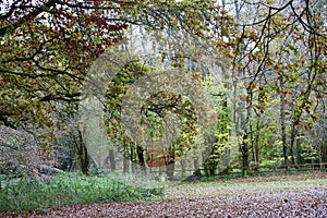 Englands oldest forest in autumn