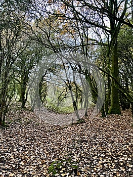 Englands oldest forest in autumn