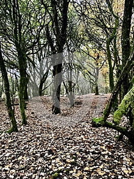 Englands oldest forest in autumn