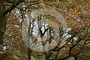 Englands oldest forest in autumn