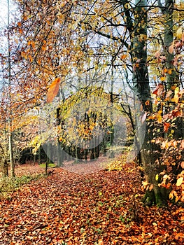 Englands oldest forest in autumn