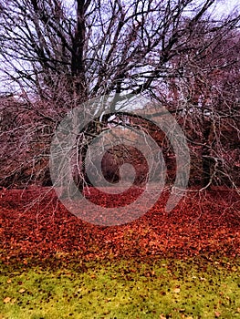 Englands oldest forest in autumn