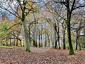 Englands oldest forest in autumn