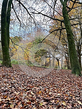 Englands oldest forest in autumn