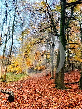 Englands oldest forest in golden autumn