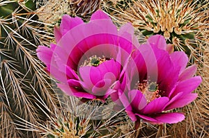 Englemann's Hedgehog Cactus Blossoms