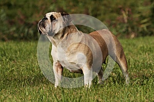 Englisch Bulldog Portrait