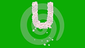 English alphabet U with cherry flowers on green screen background