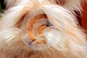 English Angora Bunny Rabbit