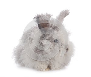 English Angora rabbit