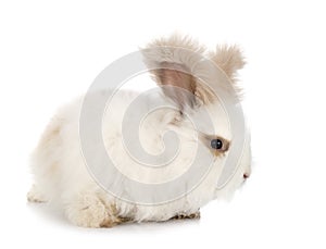 English Angora rabbit